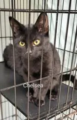 A baby small-sized female Black Domestic Short Hair cat named Chelsea for adoption in Moline, IL