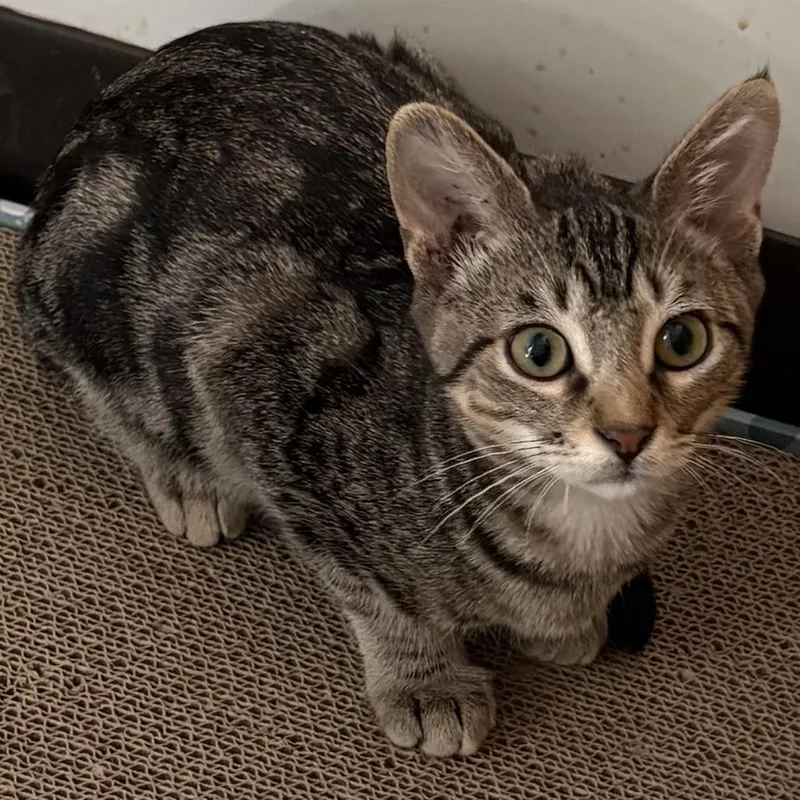 A young small-sized male Brown / Chocolate Domestic Short Hair cat named Nico for adoption in Leander, TX