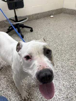 An adult large-sized female Pit Bull Terrier dog named Jupiter for adoption in Westland, MI