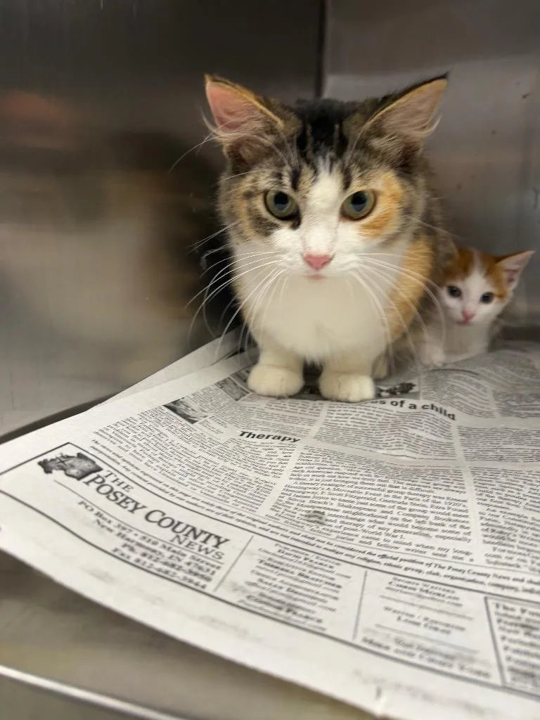 An adult small-sized female Domestic Medium Hair cat named Cleopatra for adoption in Hopkinsville, KY
