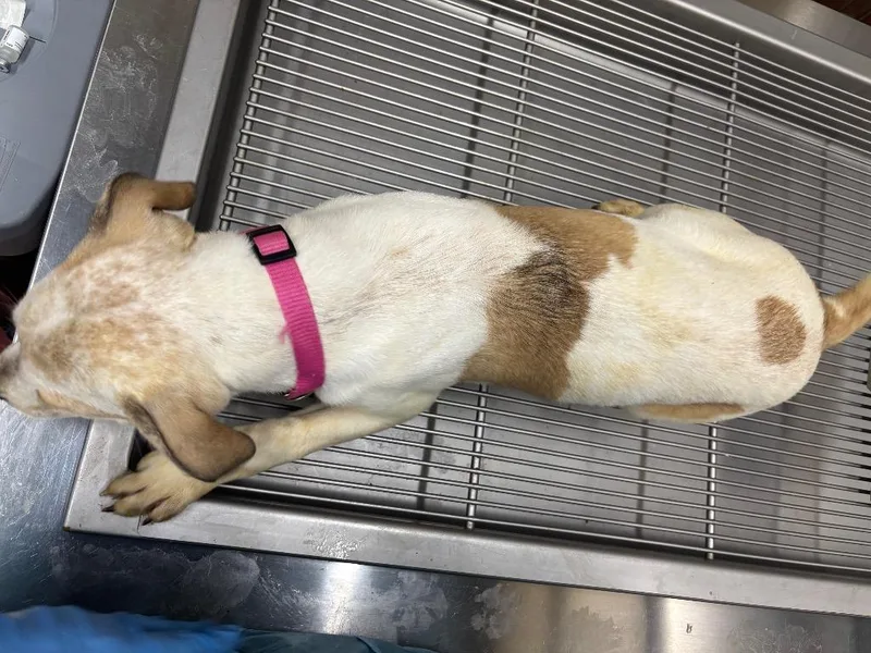 A baby small-sized female Mixed Breed dog named Trish for adoption in Douglasville, GA