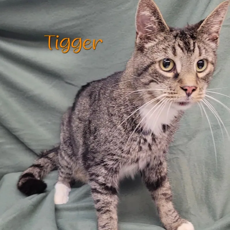 Tigger