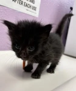 A baby small-sized male Domestic Short Hair cat named Stitch for adoption in El Paso, TX
