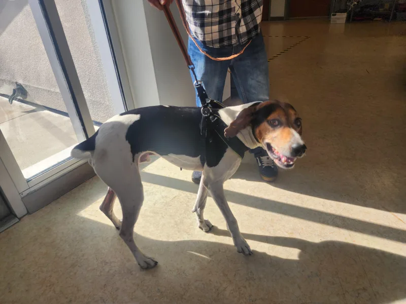 An adult large-sized male English Coonhound dog named Elvis for adoption in San Pedro, CA