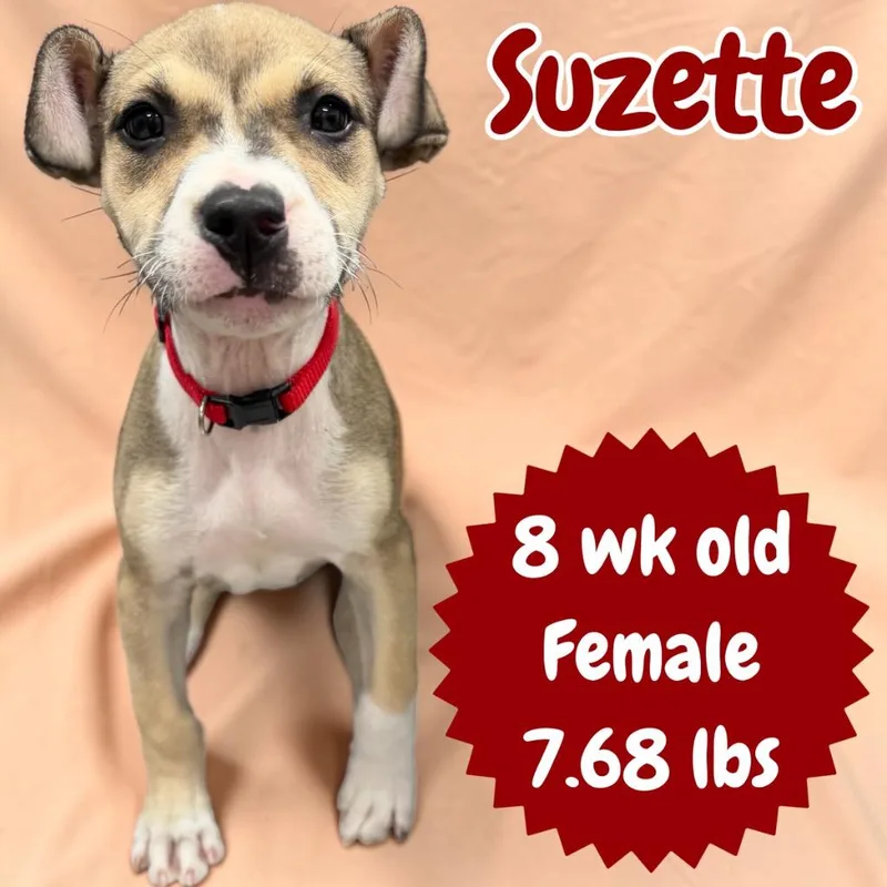 Suzette