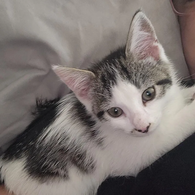 A baby medium-sized female Domestic Short Hair cat named Honeybunn for adoption in Parkville, MD