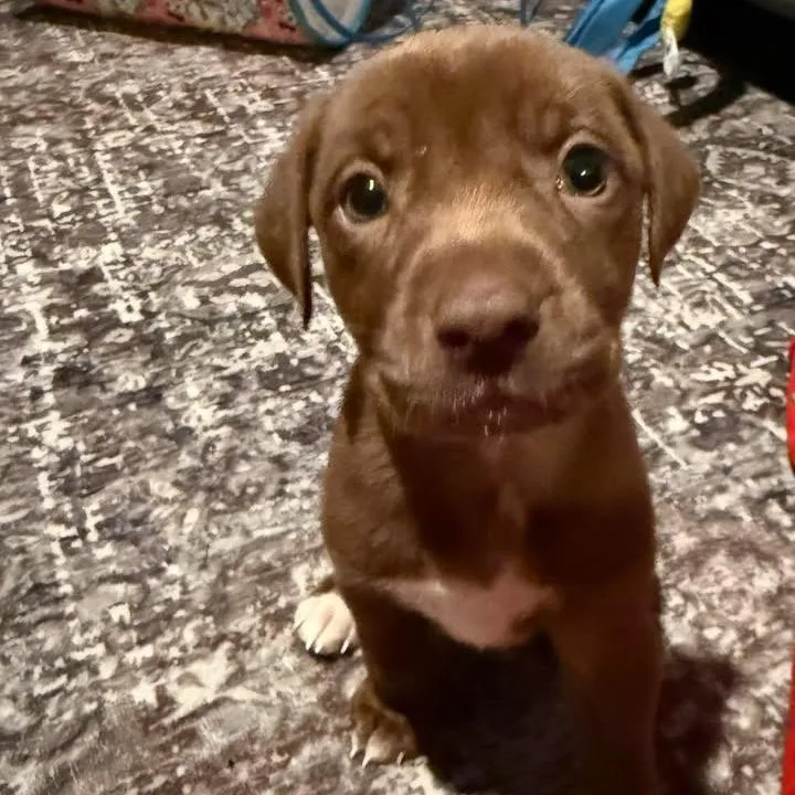 A baby medium-sized female Chocolate Labrador Retriever dog named Remy for adoption in Myrtle Beach, SC