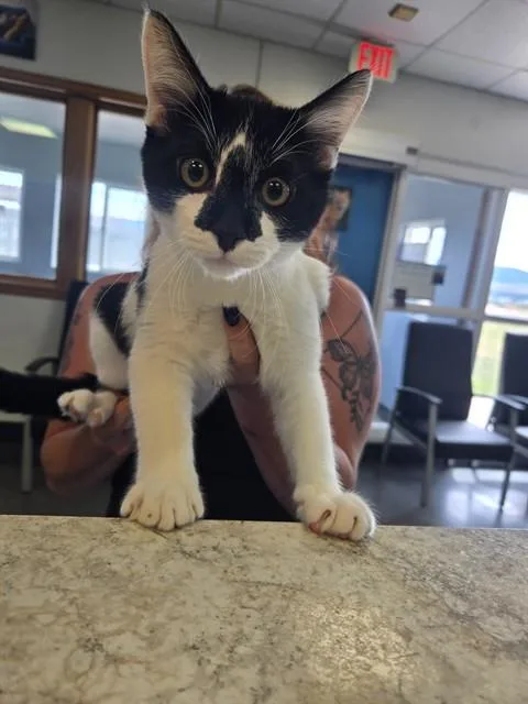 A young medium-sized male Domestic Short Hair cat named Jersey for adoption in Casper, WY
