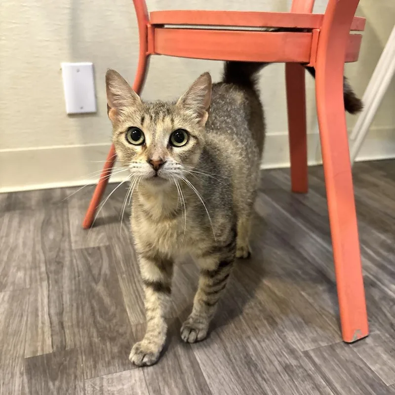 A young medium-sized male Buff / Tan / Fawn Domestic Short Hair cat named Sour Puss for adoption in Carencro, LA