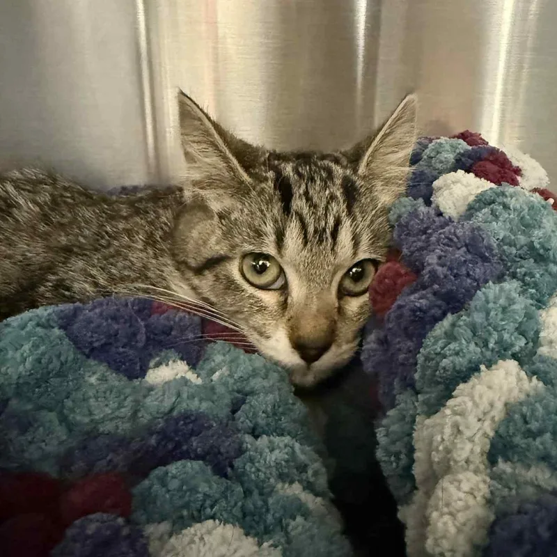 A young medium-sized female Tabby (Brown / Chocolate) Domestic Short Hair cat named Azlette for adoption in Antioch, CA
