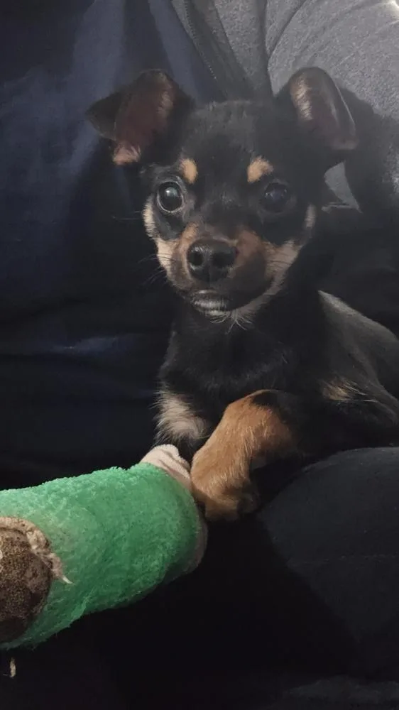 Splinter thumbnail 2