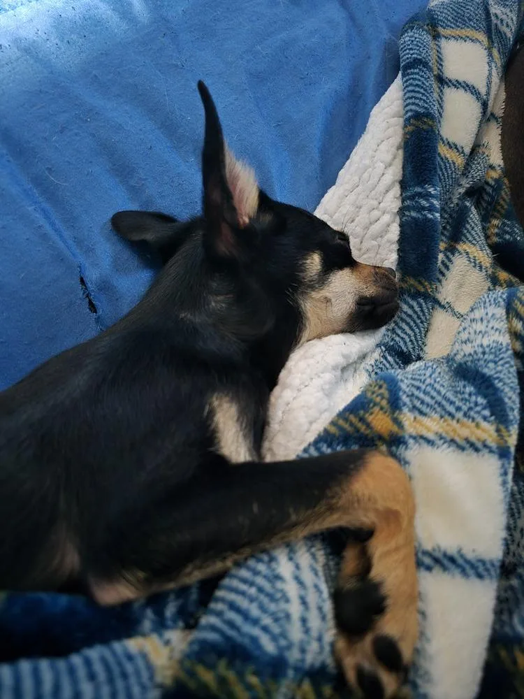 Splinter thumbnail 3