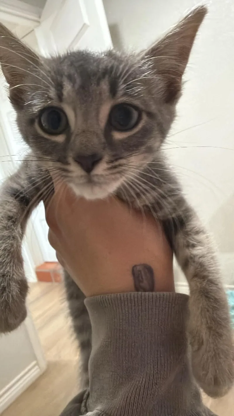A baby small-sized female Gray / Blue / Silver Domestic Medium Hair cat named Gracie for adoption in Cleveland, TX