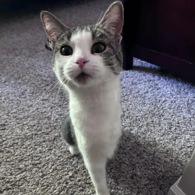 An adult medium-sized female Brown / Chocolate Domestic Short Hair cat named Shower for adoption in St. Paul, MN