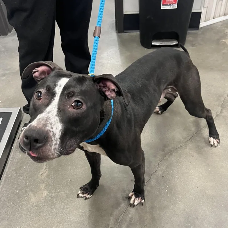 A young medium-sized male Black Terrier dog named Homer for adoption in Tampa, FL