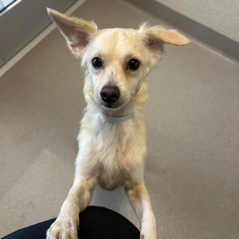 An adult small-sized male Yellow / Tan / Blond / Fawn Mixed Breed dog named Tony for adoption in Playa Vista, CA