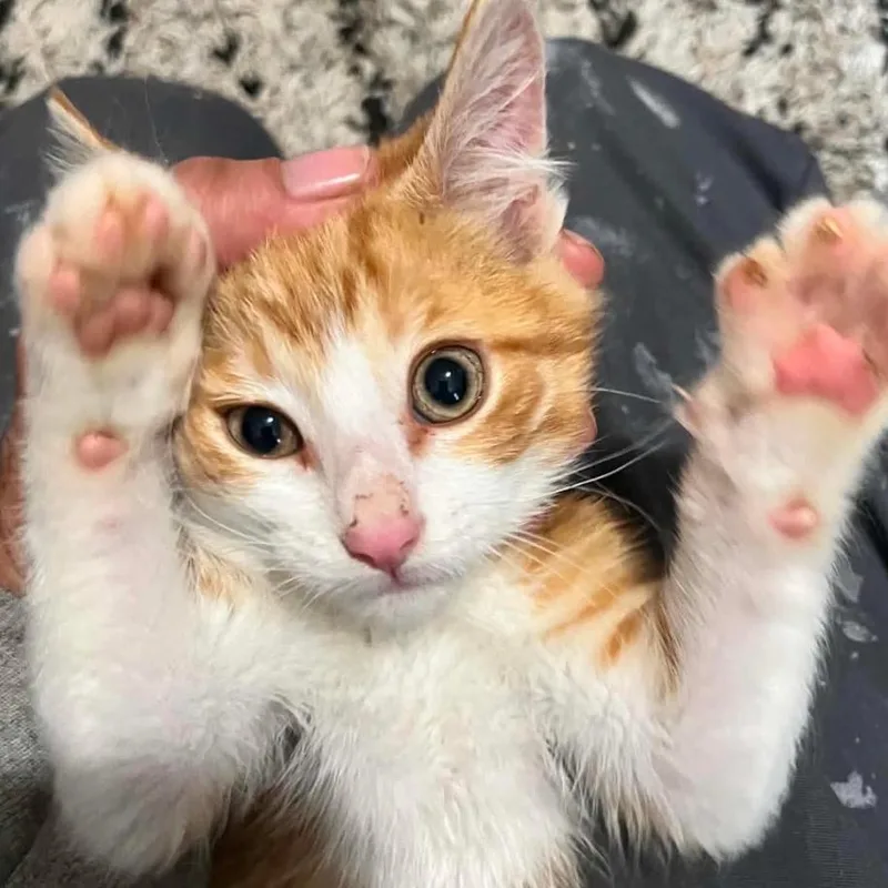A baby small-sized male Orange / Red Domestic Short Hair cat named Chetoh for adoption in Coralville, IA