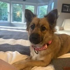 An adult small-sized female Apricot / Beige Pomeranian dog named Gremie for adoption in Potomac, MD