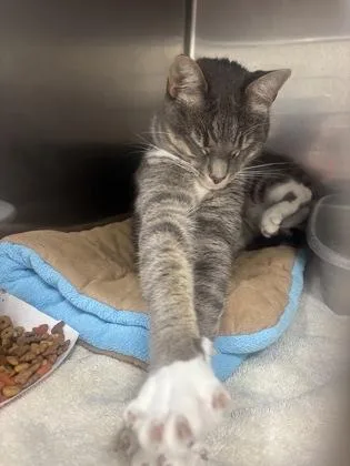 Mister Shnookums