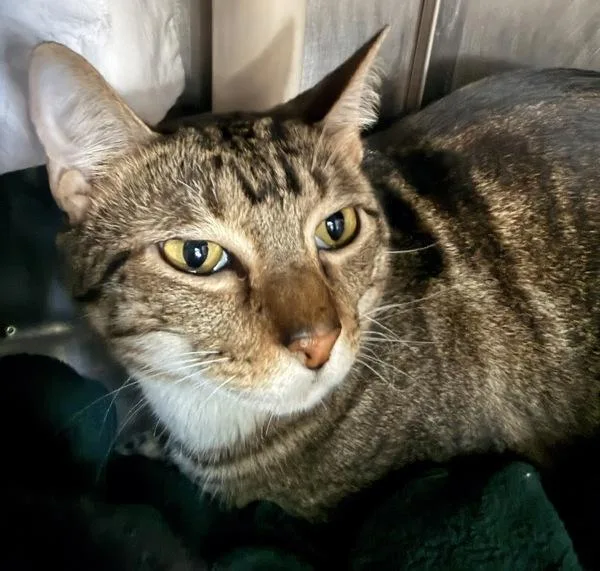 An adult small-sized male Domestic Short Hair cat named Dio for adoption in Austin, TX