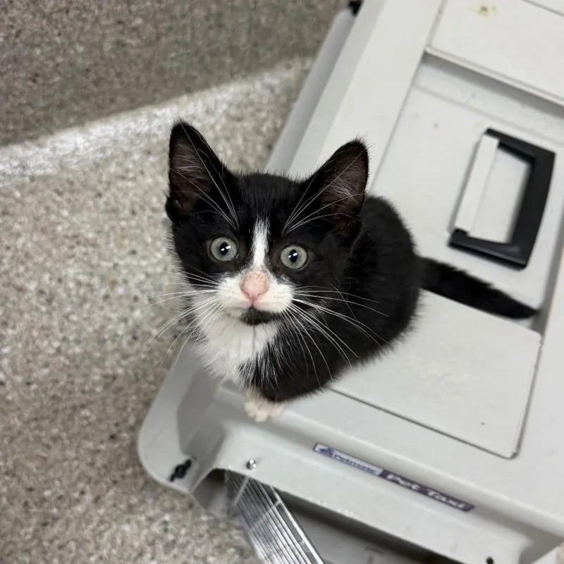 A baby small-sized female Black Domestic Short Hair cat named Mannon for adoption in Detroit Lakes, MN