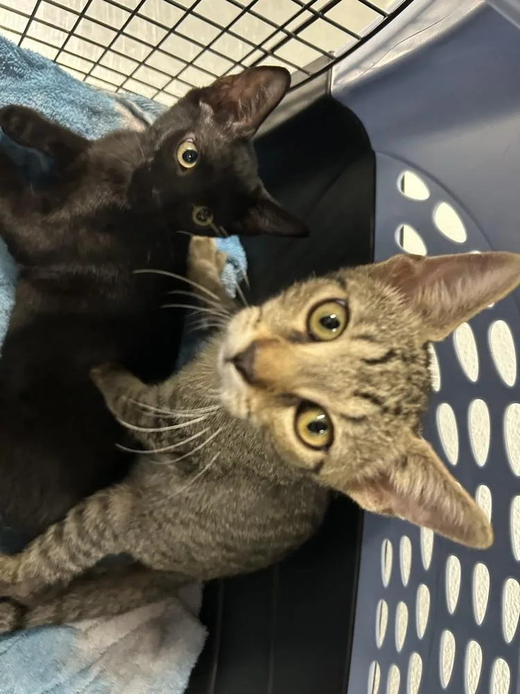 A baby extra large-sized male Domestic Short Hair cat named Little brother & little for adoption in New Bedford, MA