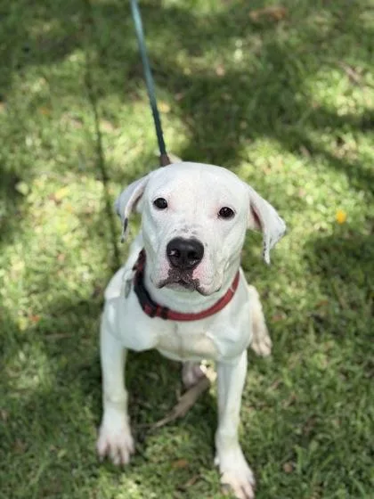 Gentleman thumbnail 2