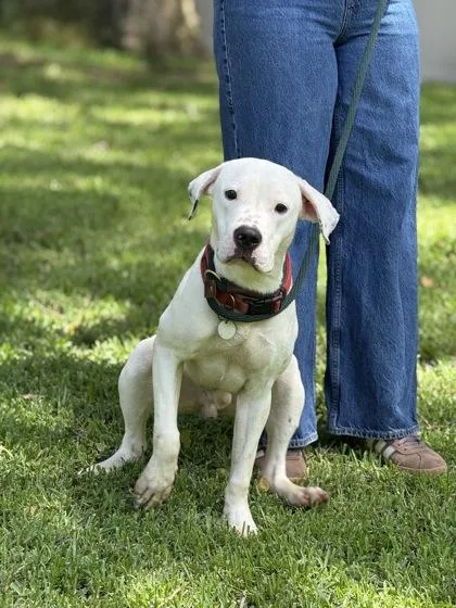 Gentleman thumbnail 3