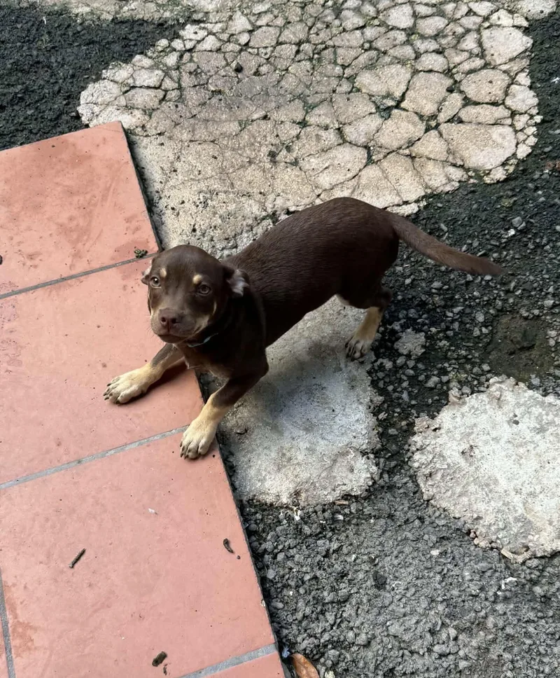 A baby small-sized male Chihuahua dog named Coen for adoption in Virginia Beach, VA