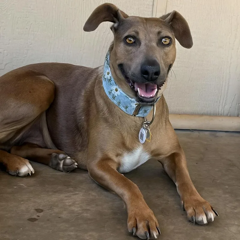 A senior large-sized female Brown / Chocolate Pit Bull Terrier dog named Grable for adoption in Ramona, CA