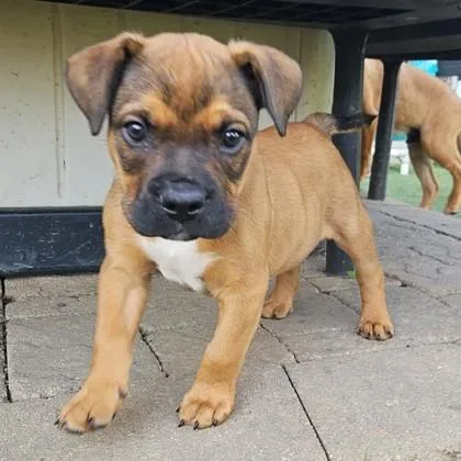 A baby extra large-sized male Boerboel dog named Zeke for adoption in Elk Grove Village, IL