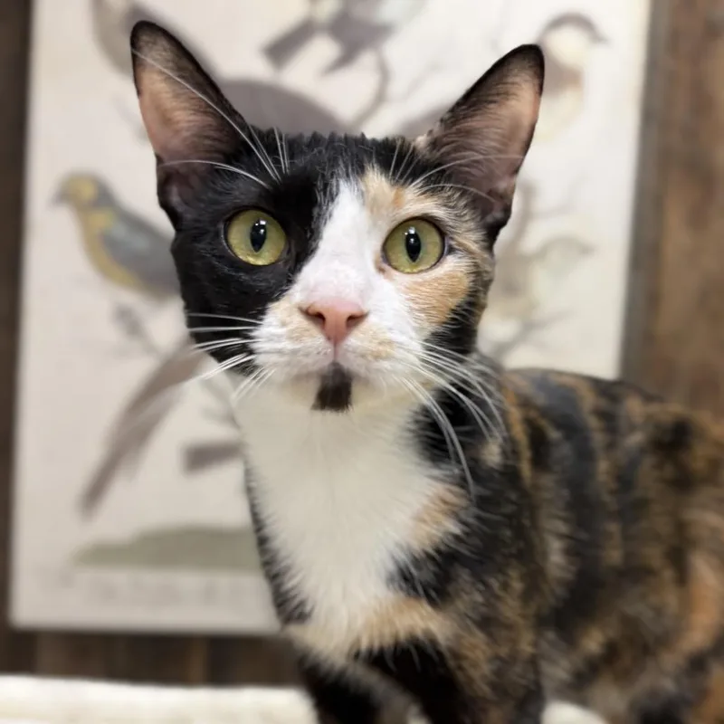 A young medium-sized female Calico Domestic Short Hair cat named Mama Poppy for adoption in Mount Juliet, TN