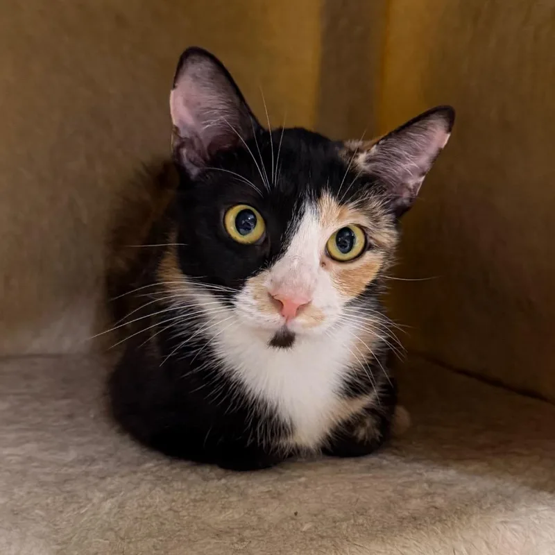 Mama Poppy thumbnail 2