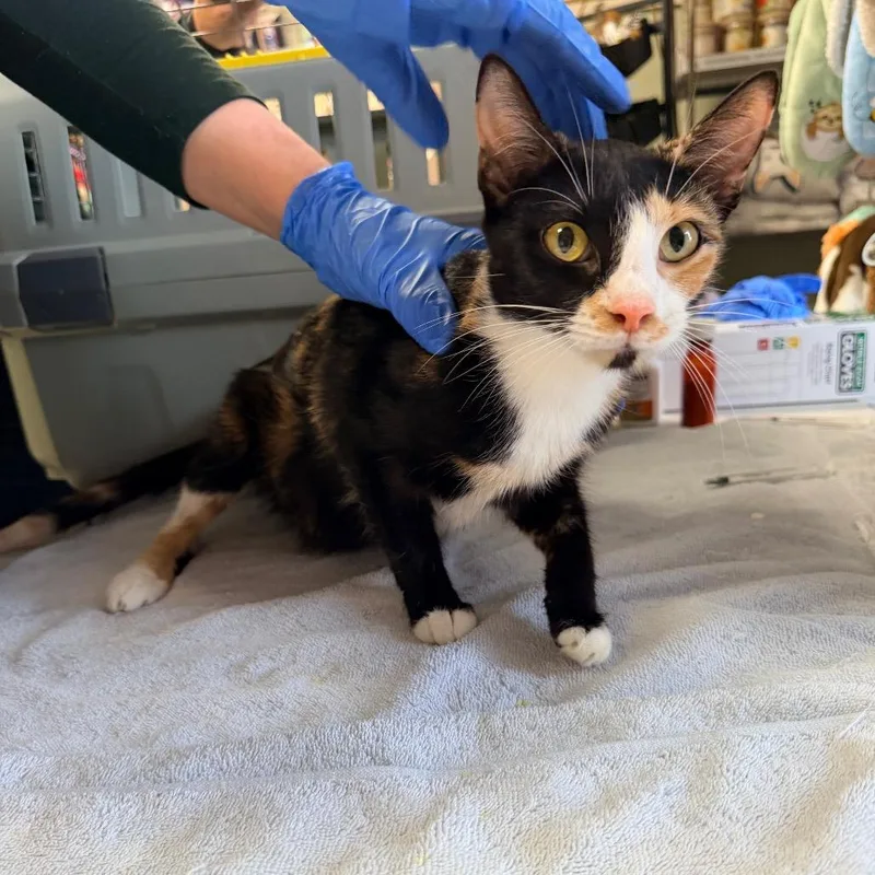 Mama Poppy thumbnail 3