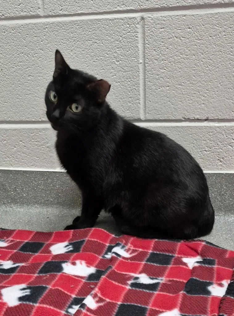 An adult small-sized female Domestic Medium Hair cat named Velvet for adoption in East Ridge, TN