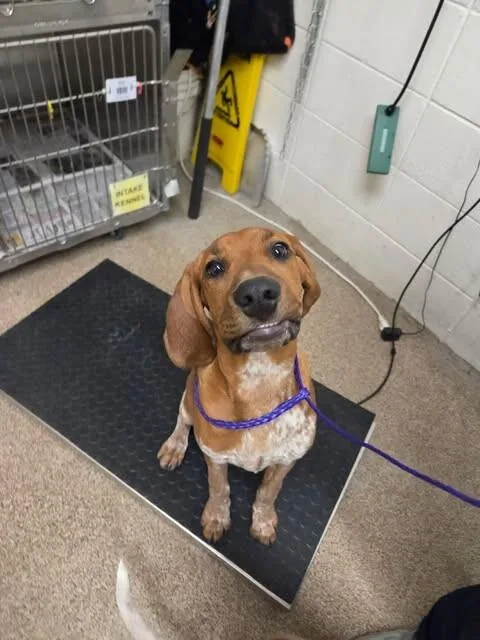 Shaggy
