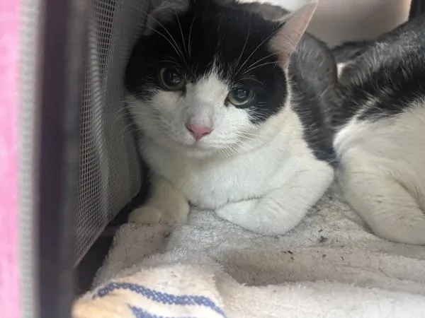 A young large-sized female Domestic Short Hair cat named Oreo Krispies for adoption in New York, NY