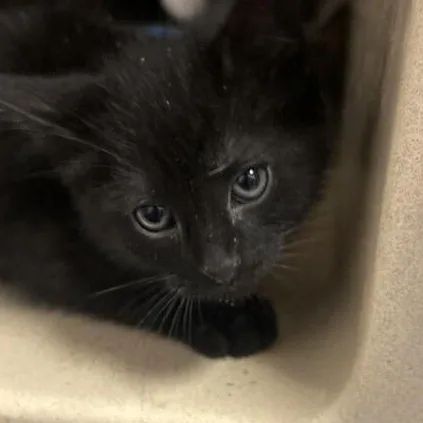 A baby small-sized male Black Domestic Short Hair cat named Ash for adoption in Elyria, OH