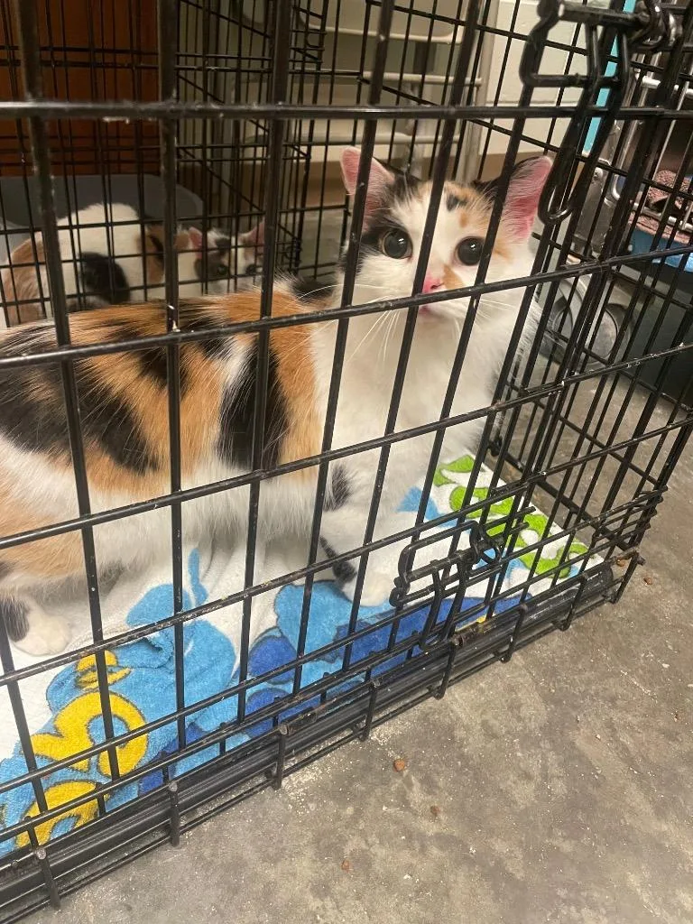 An adult medium-sized female Domestic Medium Hair cat named Hazelnut for adoption in Wintersville, OH