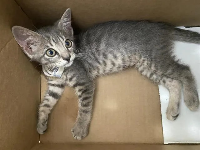 A baby medium-sized female Domestic Short Hair cat named Boots for adoption in Dallas, TX