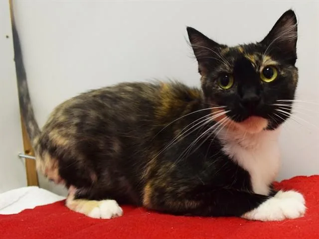 A young small-sized female Domestic Short Hair cat named Eudora for adoption in Sacramento, CA