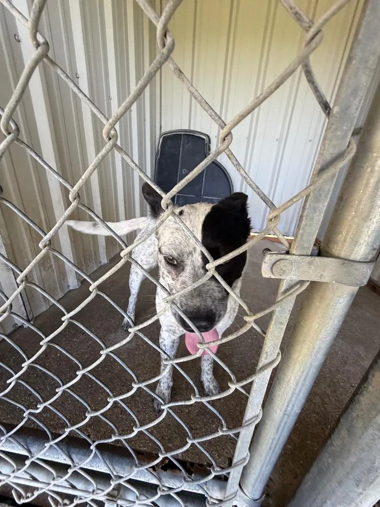 An adult medium-sized female Australian Cattle Dog / Blue Heeler dog named Monday for adoption in Ada, OK