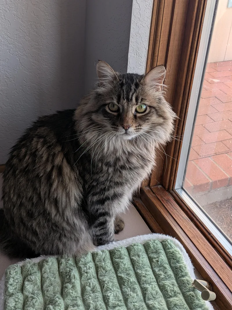 An adult large-sized male Tabby (Brown / Chocolate) Manx cat named Teddy for adoption in Sonoita, AZ