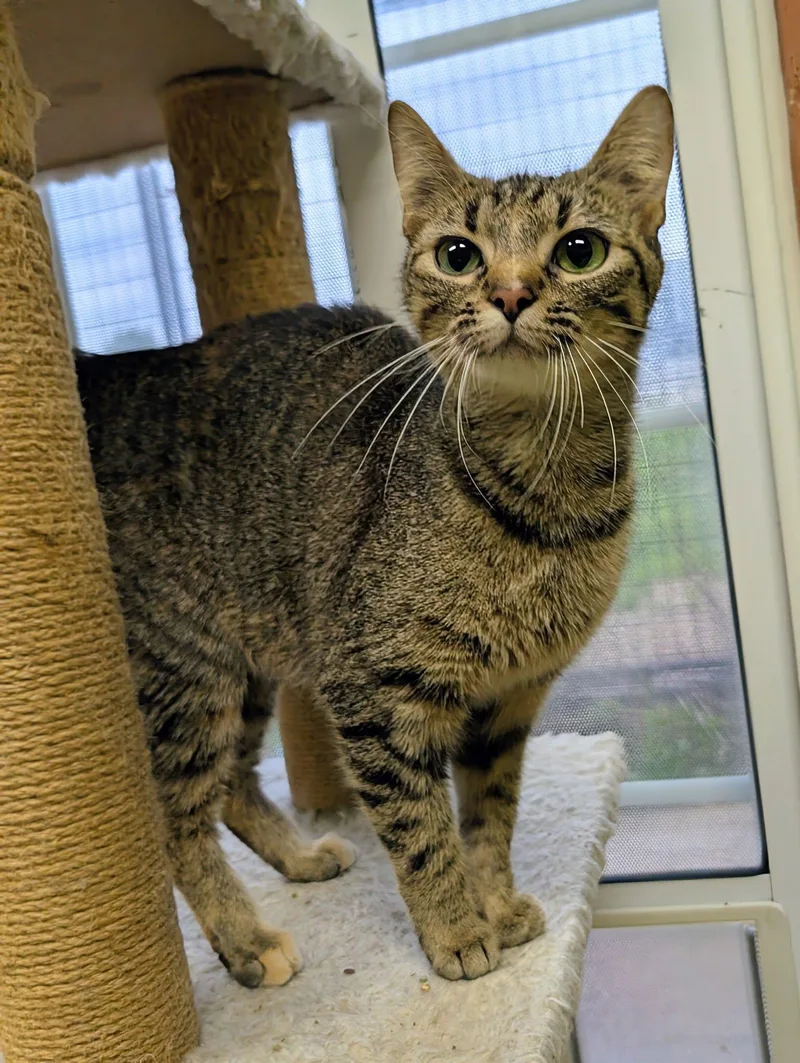 An adult medium-sized female Domestic Short Hair cat named Princess for adoption in Newburgh, IN