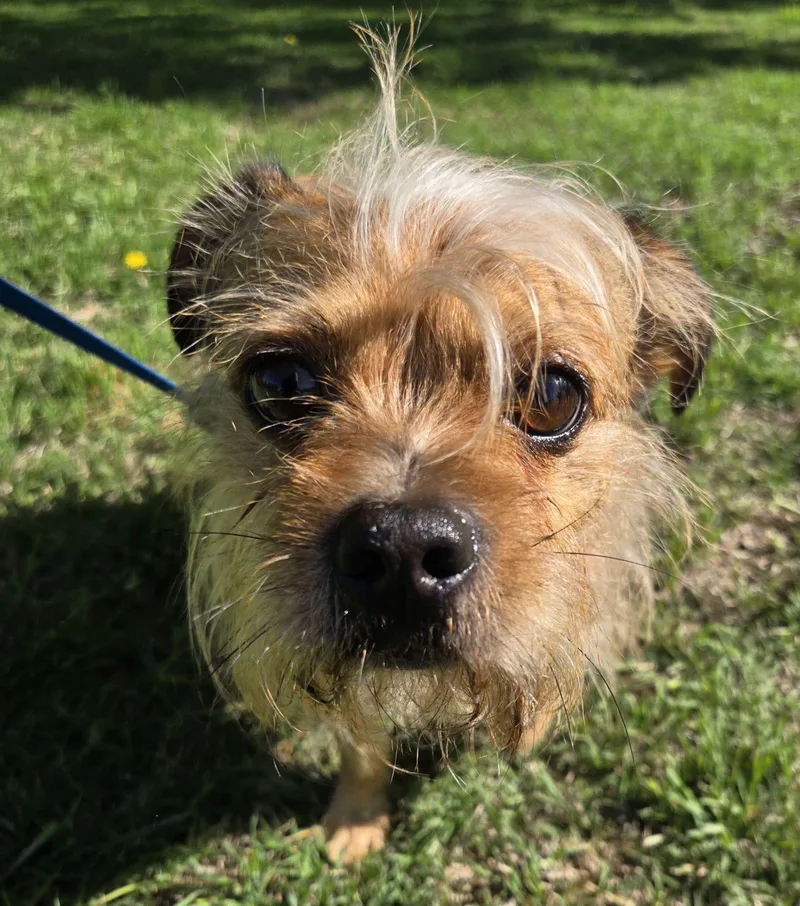 Rockee   $ thumbnail 2