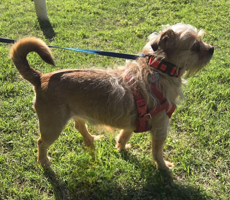 Rockee   $ thumbnail 3