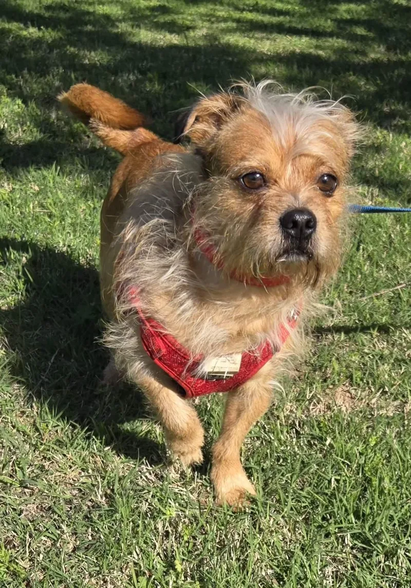 Rockee   $ thumbnail 4