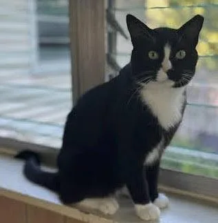 An adult medium-sized male Black & White / Tuxedo Domestic Short Hair cat named Marlow for adoption in Rochester, NY