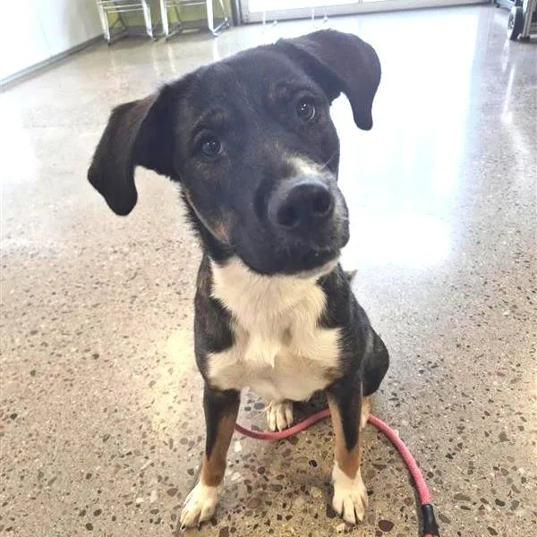 An adult medium-sized female Mixed Breed dog named Lucille for adoption in Phoenix, AZ