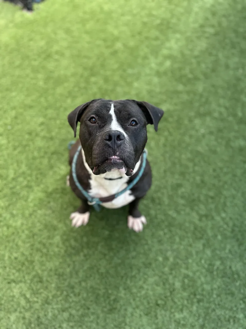 Zena
